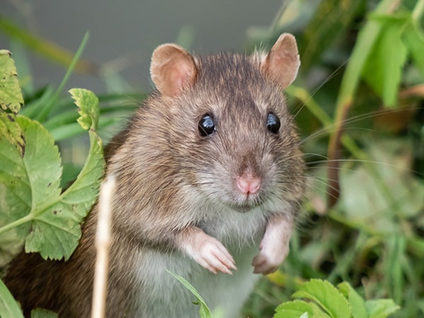 Crawl Space Pests and Rodents